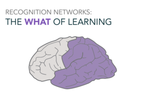 The learning brain networks include the Recognition Networks which are located at the back half of the brain