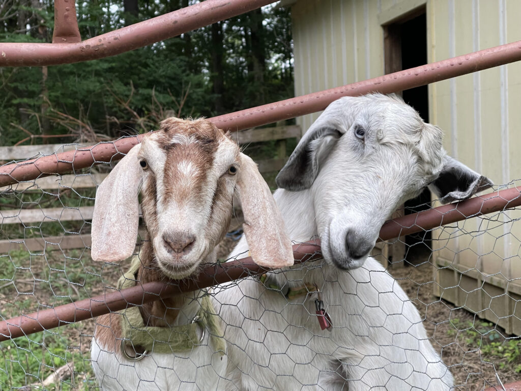 Two goats sticking their heads between horizontal bars the gate. 