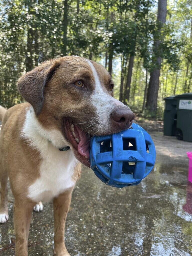 Wet dog with ball her in mouth