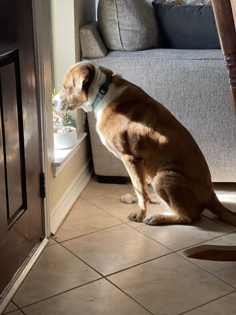 Dog sitting  and looking out the window with the sun shining on her face. 